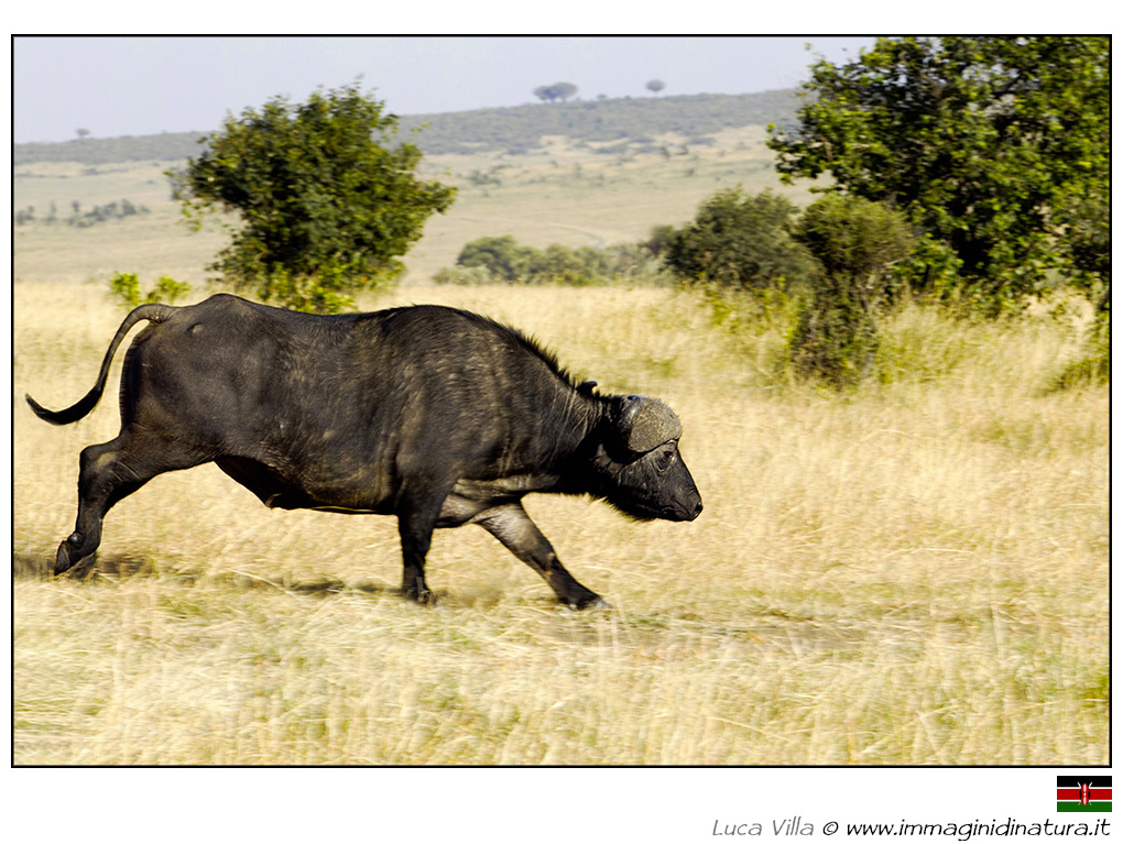 Bufalo scatenato